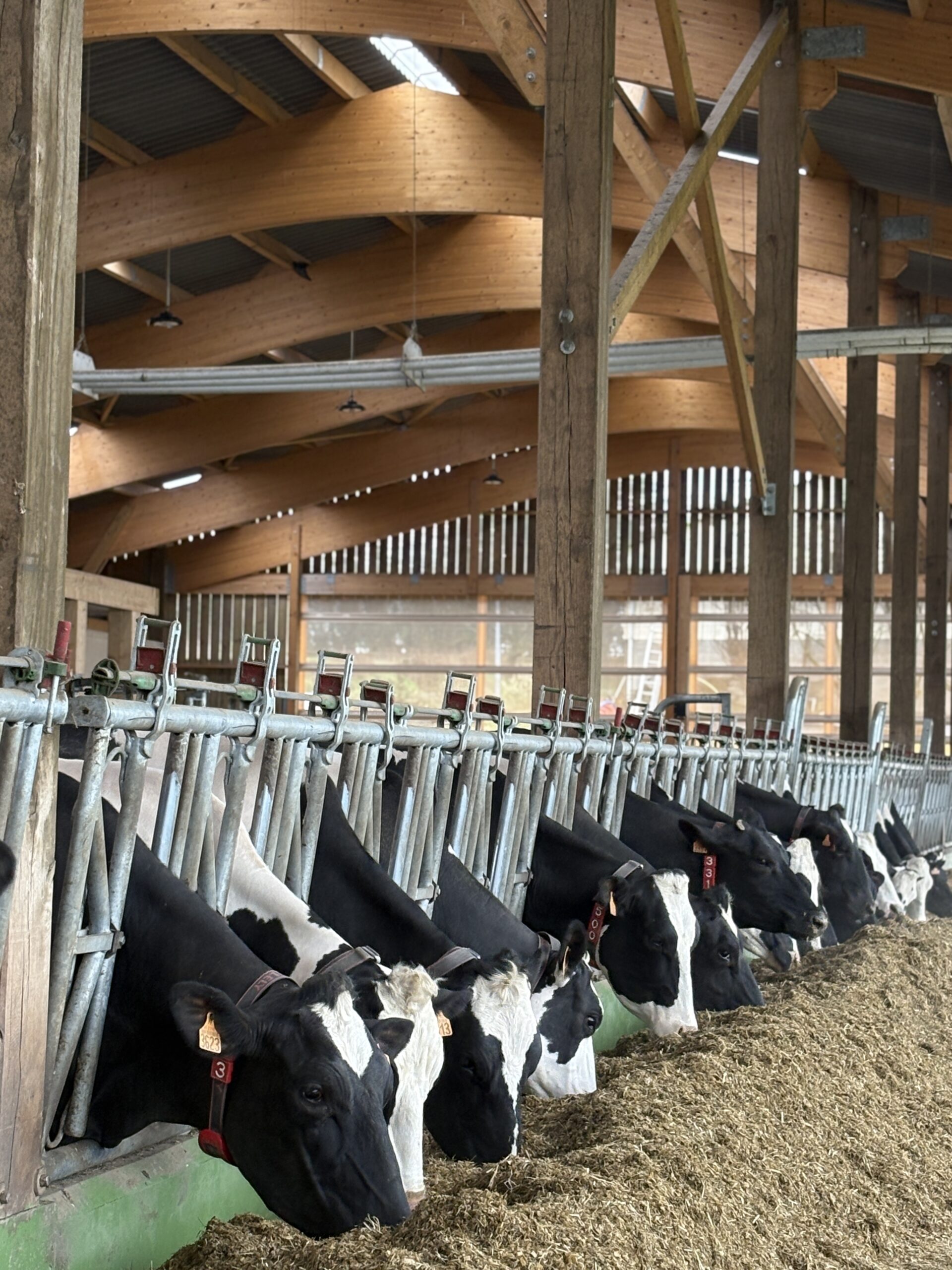 stabulation avec vaches