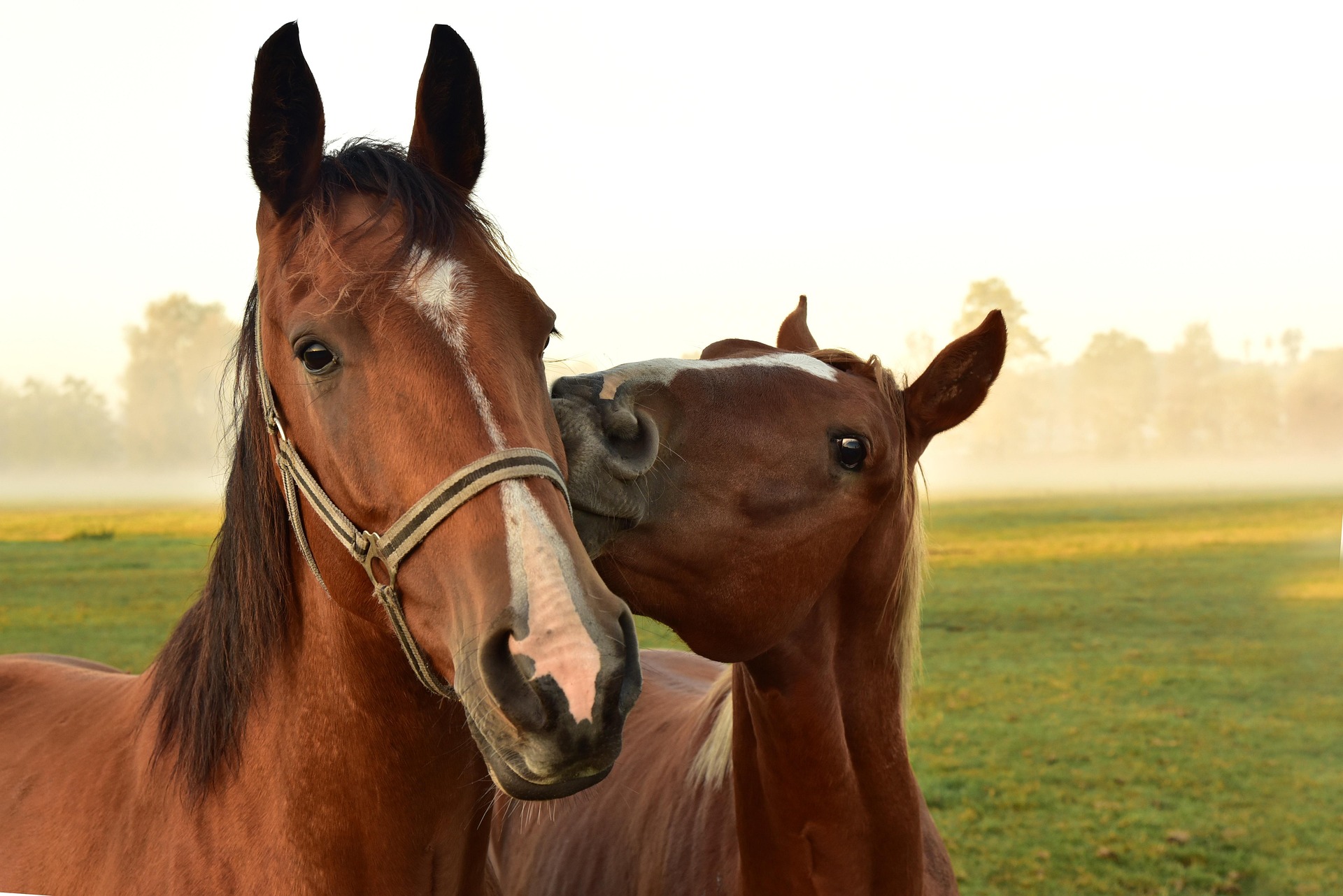 cheval